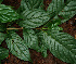 ( - BioBot02271)  @11 [ ] CreativeCommons - Attribution Non-Commercial Share-Alike (2010) Daniel H. Janzen Guanacaste Dry Forest Conservation Fund