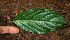  ( - BioBot02271)  @11 [ ] CreativeCommons - Attribution Non-Commercial Share-Alike (2010) Daniel H. Janzen Guanacaste Dry Forest Conservation Fund