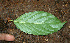  (Coutarea - BioBot02271)  @11 [ ] CreativeCommons - Attribution Non-Commercial Share-Alike (2010) Daniel H. Janzen Guanacaste Dry Forest Conservation Fund