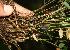  ( - BioBot02272)  @11 [ ] CreativeCommons - Attribution Non-Commercial Share-Alike (2010) Daniel H. Janzen Guanacaste Dry Forest Conservation Fund