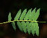  ( - BioBot02272)  @11 [ ] CreativeCommons - Attribution Non-Commercial Share-Alike (2010) Daniel H. Janzen Guanacaste Dry Forest Conservation Fund