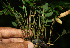  ( - BioBot02272)  @11 [ ] CreativeCommons - Attribution Non-Commercial Share-Alike (2010) Daniel H. Janzen Guanacaste Dry Forest Conservation Fund