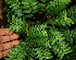  ( - BioBot02273)  @11 [ ] CreativeCommons - Attribution Non-Commercial Share-Alike (2010) Daniel H. Janzen Guanacaste Dry Forest Conservation Fund