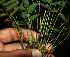  ( - BioBot02273)  @11 [ ] CreativeCommons - Attribution Non-Commercial Share-Alike (2010) Daniel H. Janzen Guanacaste Dry Forest Conservation Fund