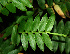  ( - BioBot02273)  @11 [ ] CreativeCommons - Attribution Non-Commercial Share-Alike (2010) Daniel H. Janzen Guanacaste Dry Forest Conservation Fund