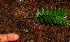  ( - BioBot02273)  @11 [ ] CreativeCommons - Attribution Non-Commercial Share-Alike (2010) Daniel H. Janzen Guanacaste Dry Forest Conservation Fund