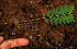  ( - BioBot02273)  @11 [ ] CreativeCommons - Attribution Non-Commercial Share-Alike (2010) Daniel H. Janzen Guanacaste Dry Forest Conservation Fund