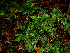 ( - BioBot02274)  @11 [ ] CreativeCommons - Attribution Non-Commercial Share-Alike (2010) Daniel H. Janzen Guanacaste Dry Forest Conservation Fund