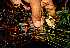  ( - BioBot02274)  @11 [ ] CreativeCommons - Attribution Non-Commercial Share-Alike (2010) Daniel H. Janzen Guanacaste Dry Forest Conservation Fund