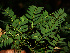  ( - BioBot02274)  @11 [ ] CreativeCommons - Attribution Non-Commercial Share-Alike (2010) Daniel H. Janzen Guanacaste Dry Forest Conservation Fund