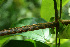  (Arrabidaea - BioBot02278)  @11 [ ] CreativeCommons - Attribution Non-Commercial Share-Alike (2010) Daniel H. Janzen Guanacaste Dry Forest Conservation Fund