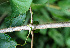  ( - BioBot02278)  @11 [ ] CreativeCommons - Attribution Non-Commercial Share-Alike (2010) Daniel H. Janzen Guanacaste Dry Forest Conservation Fund
