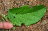  ( - BioBot02279)  @11 [ ] CreativeCommons - Attribution Non-Commercial Share-Alike (2010) Daniel H. Janzen Guanacaste Dry Forest Conservation Fund