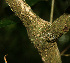  ( - BioBot02280)  @11 [ ] CreativeCommons - Attribution Non-Commercial Share-Alike (2010) Daniel H. Janzen Guanacaste Dry Forest Conservation Fund