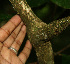  ( - BioBot02280)  @11 [ ] CreativeCommons - Attribution Non-Commercial Share-Alike (2010) Daniel H. Janzen Guanacaste Dry Forest Conservation Fund