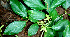  ( - BioBot02280)  @11 [ ] CreativeCommons - Attribution Non-Commercial Share-Alike (2010) Daniel H. Janzen Guanacaste Dry Forest Conservation Fund