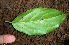  ( - BioBot02280)  @11 [ ] CreativeCommons - Attribution Non-Commercial Share-Alike (2010) Daniel H. Janzen Guanacaste Dry Forest Conservation Fund