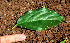  ( - BioBot02280)  @11 [ ] CreativeCommons - Attribution Non-Commercial Share-Alike (2010) Daniel H. Janzen Guanacaste Dry Forest Conservation Fund