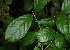  ( - BioBot02281)  @11 [ ] CreativeCommons - Attribution Non-Commercial Share-Alike (2010) Daniel H. Janzen Guanacaste Dry Forest Conservation Fund