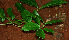  ( - BioBot02281)  @11 [ ] CreativeCommons - Attribution Non-Commercial Share-Alike (2010) Daniel H. Janzen Guanacaste Dry Forest Conservation Fund