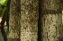  ( - BioBot02282)  @11 [ ] CreativeCommons - Attribution Non-Commercial Share-Alike (2010) Daniel H. Janzen Guanacaste Dry Forest Conservation Fund