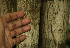  ( - BioBot02282)  @11 [ ] CreativeCommons - Attribution Non-Commercial Share-Alike (2010) Daniel H. Janzen Guanacaste Dry Forest Conservation Fund