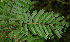  ( - BioBot02282)  @11 [ ] CreativeCommons - Attribution Non-Commercial Share-Alike (2010) Daniel H. Janzen Guanacaste Dry Forest Conservation Fund