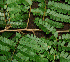  ( - BioBot02282)  @11 [ ] CreativeCommons - Attribution Non-Commercial Share-Alike (2010) Daniel H. Janzen Guanacaste Dry Forest Conservation Fund