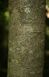  ( - BioBot02283)  @11 [ ] CreativeCommons - Attribution Non-Commercial Share-Alike (2010) Daniel H. Janzen Guanacaste Dry Forest Conservation Fund