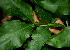  ( - BioBot02283)  @11 [ ] CreativeCommons - Attribution Non-Commercial Share-Alike (2010) Daniel H. Janzen Guanacaste Dry Forest Conservation Fund