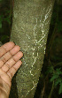  ( - BioBot02284)  @11 [ ] CreativeCommons - Attribution Non-Commercial Share-Alike (2010) Daniel H. Janzen Guanacaste Dry Forest Conservation Fund