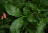 ( - BioBot02284)  @11 [ ] CreativeCommons - Attribution Non-Commercial Share-Alike (2010) Daniel H. Janzen Guanacaste Dry Forest Conservation Fund