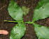  ( - BioBot02284)  @11 [ ] CreativeCommons - Attribution Non-Commercial Share-Alike (2010) Daniel H. Janzen Guanacaste Dry Forest Conservation Fund