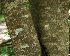  ( - BioBot02285)  @11 [ ] CreativeCommons - Attribution Non-Commercial Share-Alike (2010) Daniel H. Janzen Guanacaste Dry Forest Conservation Fund