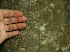  ( - BioBot02285)  @11 [ ] CreativeCommons - Attribution Non-Commercial Share-Alike (2010) Daniel H. Janzen Guanacaste Dry Forest Conservation Fund