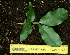  ( - BioBot02285)  @11 [ ] CreativeCommons - Attribution Non-Commercial Share-Alike (2010) Daniel H. Janzen Guanacaste Dry Forest Conservation Fund