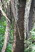  ( - BioBot02286)  @11 [ ] CreativeCommons - Attribution Non-Commercial Share-Alike (2010) Daniel H. Janzen Guanacaste Dry Forest Conservation Fund