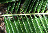  ( - BioBot02286)  @11 [ ] CreativeCommons - Attribution Non-Commercial Share-Alike (2010) Daniel H. Janzen Guanacaste Dry Forest Conservation Fund