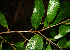  ( - BioBot02288)  @11 [ ] CreativeCommons - Attribution Non-Commercial Share-Alike (2010) Daniel H. Janzen Guanacaste Dry Forest Conservation Fund
