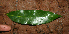  ( - BioBot02288)  @11 [ ] CreativeCommons - Attribution Non-Commercial Share-Alike (2010) Daniel H. Janzen Guanacaste Dry Forest Conservation Fund
