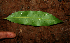  ( - BioBot02288)  @11 [ ] CreativeCommons - Attribution Non-Commercial Share-Alike (2010) Daniel H. Janzen Guanacaste Dry Forest Conservation Fund