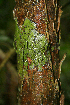  ( - BioBot02289)  @11 [ ] CreativeCommons - Attribution Non-Commercial Share-Alike (2010) Daniel H. Janzen Guanacaste Dry Forest Conservation Fund