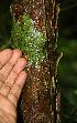 ( - BioBot02289)  @11 [ ] CreativeCommons - Attribution Non-Commercial Share-Alike (2010) Daniel H. Janzen Guanacaste Dry Forest Conservation Fund