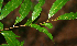  ( - BioBot02289)  @11 [ ] CreativeCommons - Attribution Non-Commercial Share-Alike (2010) Daniel H. Janzen Guanacaste Dry Forest Conservation Fund