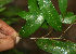  ( - BioBot02289)  @11 [ ] CreativeCommons - Attribution Non-Commercial Share-Alike (2010) Daniel H. Janzen Guanacaste Dry Forest Conservation Fund