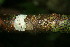  ( - BioBot02290)  @11 [ ] CreativeCommons - Attribution Non-Commercial Share-Alike (2010) Daniel H. Janzen Guanacaste Dry Forest Conservation Fund