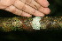  ( - BioBot02290)  @11 [ ] CreativeCommons - Attribution Non-Commercial Share-Alike (2010) Daniel H. Janzen Guanacaste Dry Forest Conservation Fund