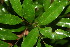 ( - BioBot02290)  @11 [ ] CreativeCommons - Attribution Non-Commercial Share-Alike (2010) Daniel H. Janzen Guanacaste Dry Forest Conservation Fund