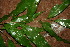  ( - BioBot02290)  @11 [ ] CreativeCommons - Attribution Non-Commercial Share-Alike (2010) Daniel H. Janzen Guanacaste Dry Forest Conservation Fund