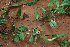  ( - BioBot02294)  @11 [ ] CreativeCommons - Attribution Non-Commercial Share-Alike (2010) Daniel H. Janzen Guanacaste Dry Forest Conservation Fund
